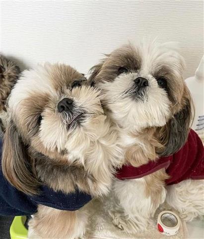 $500 : Shih Tzu Puppies Available image 2