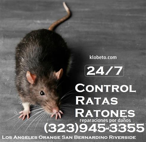PEST CONTROL LOS ANGELES 24/7. image 10