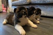 $600 : hermosos cachorros akita thumbnail
