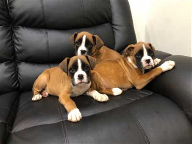 $485 : Gorgeous Boxer Puppies image 1