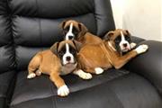 Gorgeous Boxer Puppies