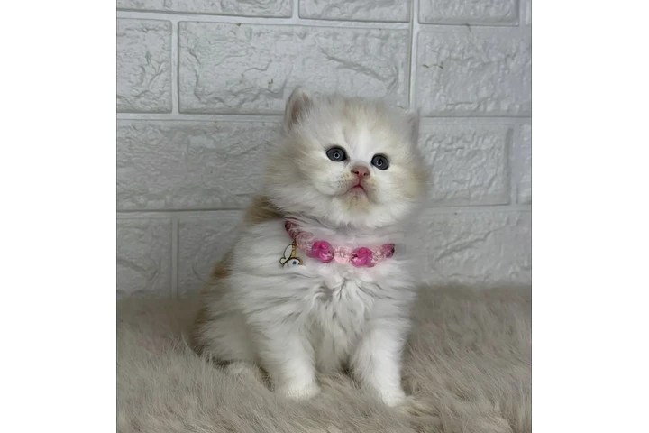 $260 : Gatitos Ragdoll Azules image 2