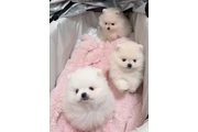 $350 : cachorros pomerania thumbnail
