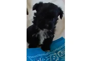 Shihtzu  mix yorkie en San Bernardino