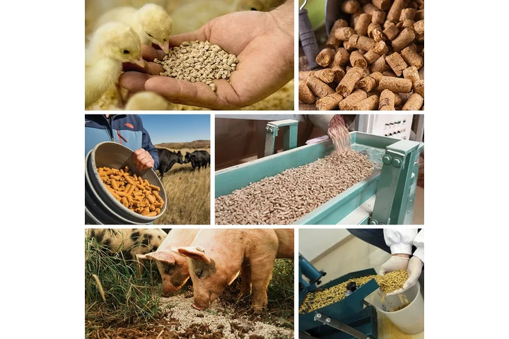 Flat Die Pellet Machine image 3