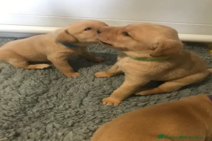 $900 : Beautiful Labrador puppies image 1