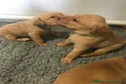 Beautiful Labrador puppies en Springdale