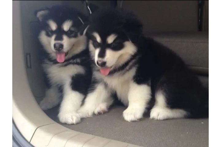 $350 : cachorros de Husky Siberiano image 1
