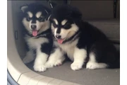 $350 : cachorros de Husky Siberiano thumbnail