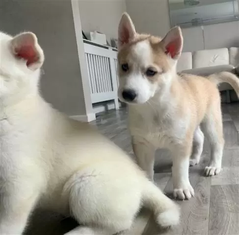 $550 : HUSKY PUPPYS READY image 1