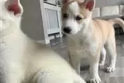 HUSKY PUPPYS READY en Avon Park