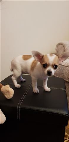 $400 : buy Chihuahua puppies image 2