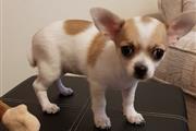 $400 : buy Chihuahua puppies thumbnail