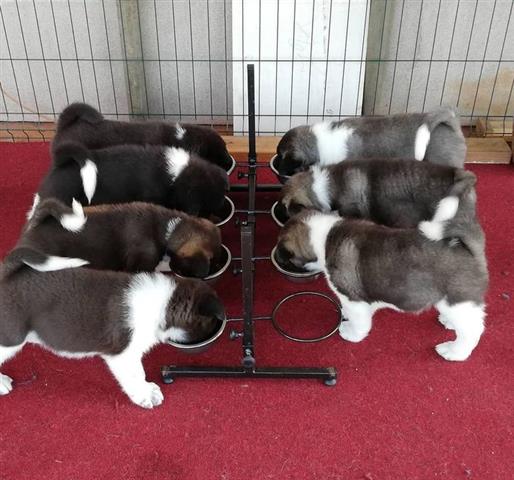 $700 : Akita puppies available for ad image 2