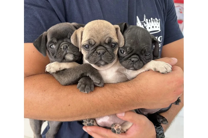 $450 : Cachorros Pug EN VENTA Masco image 1