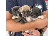 Cachorros Pug EN VENTA Masco en Portland ME