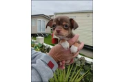 Chihuahua puppies en Riverside
