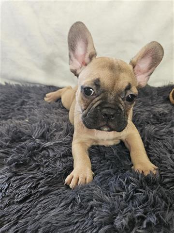 Adorable french bulldog image 1