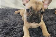 Adorable french bulldog thumbnail