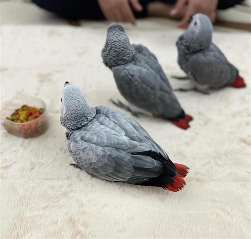 $400 : African Grey for sale image 2