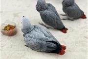 $400 : African Grey for sale thumbnail