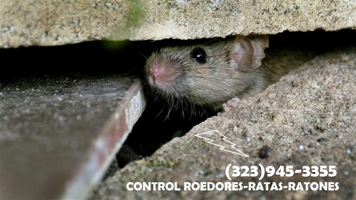 ROEDORES-RATAS-RATONES CONTROL image 4