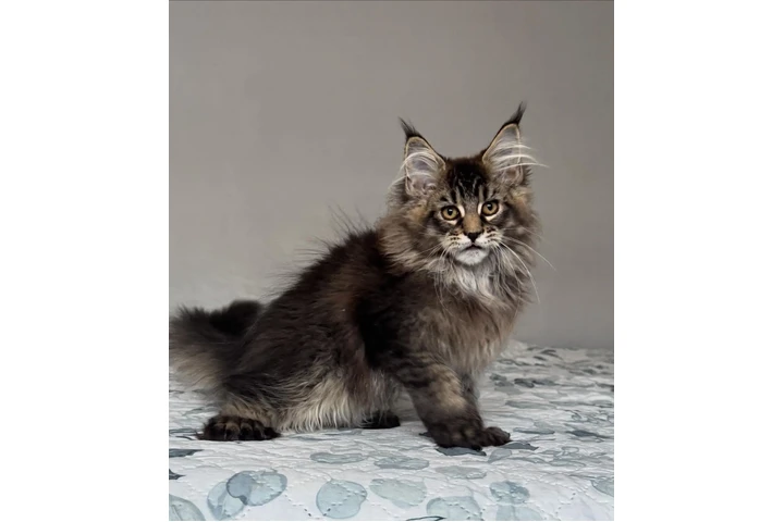 $1200 : Maine coon kittens image 2