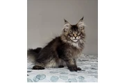 $1200 : Maine coon kittens thumbnail