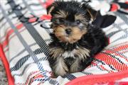 2Yorkie $600 for both of them en Los Angeles