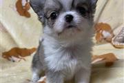 $400 : Teacup chihuahua for adoption thumbnail