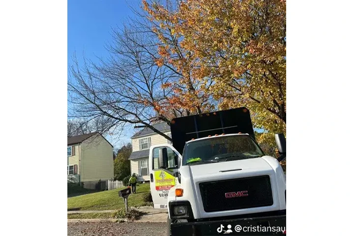 Tree service image 3