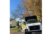 Tree service thumbnail