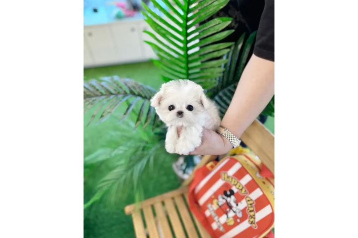 $300 : Pomeranian, maltes, Yorkie image 3