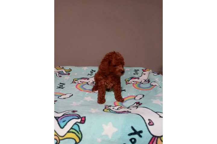 🐾 Hermosas PERRITAS en VENTA image 2