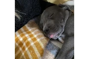 pitbull en venta en Indianapolis