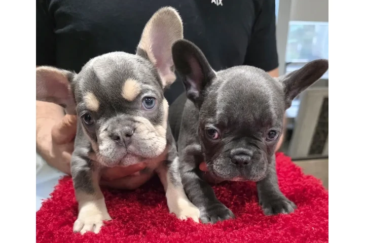 $1500 : Frenchie Puppies image 2