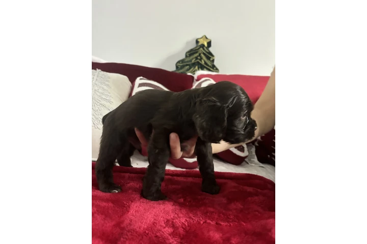 $900 : Buscando hogar para perritos image 4