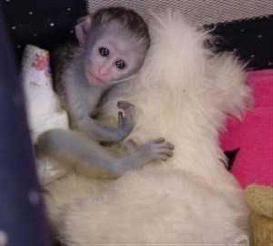 $350 : Pequeño mono capuchino image 1