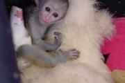 Pequeño mono capuchino en Chico