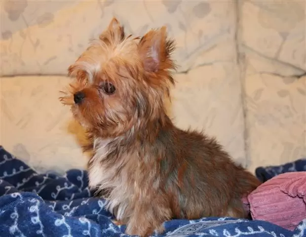 Yorkie Puppies image 3