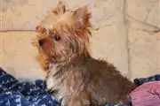 Yorkie Puppies thumbnail