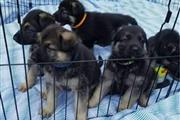 Cachorros de pastor alemán a l en Bronx