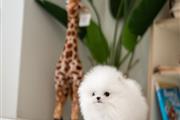 $250 : Pomeranian thumbnail