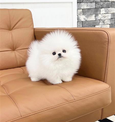 $300 : Pomeranian puppies for sale image 2