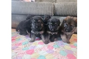 Cachorros de pastor alemán