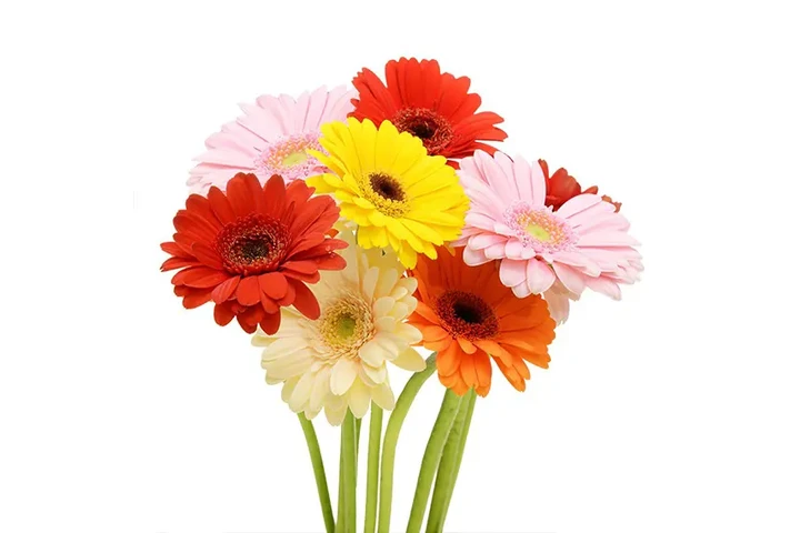 Premium Roses Wholesale image 6