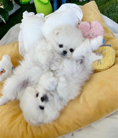 $410 : Teacup Pomeranians For Sale image 2