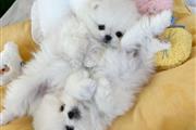 $410 : Teacup Pomeranians For Sale thumbnail