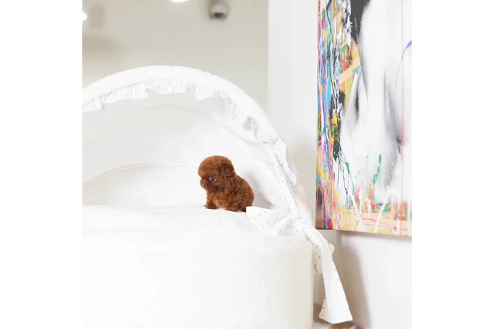$350 : caniche mini image 3