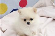 $400 : TWO FEMALE POM thumbnail